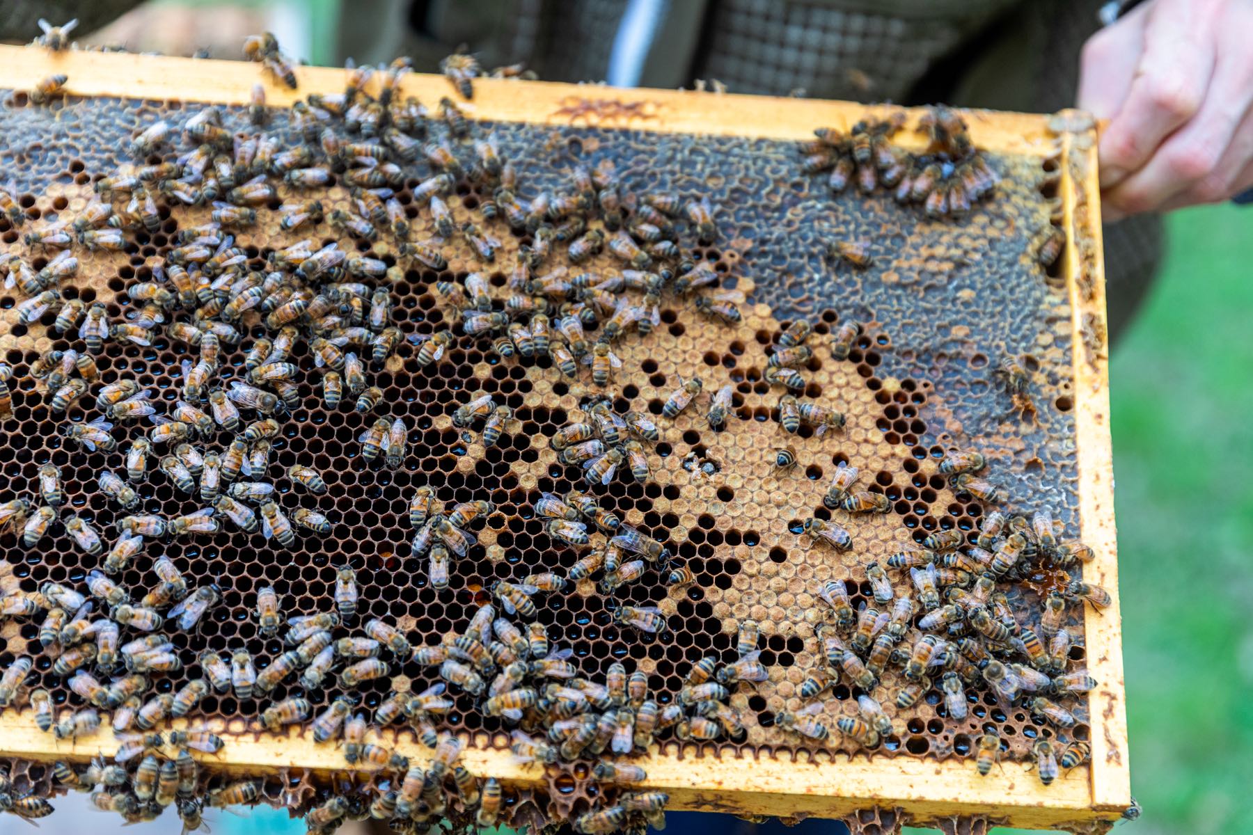 Cuadro de colmena cubierto de abejas, con las juntas de madera oscurecidas por la resina